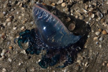 A Man o' War washed up on the beach in Galveston, Texas