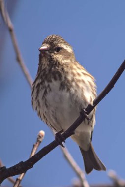 Mor ispinoz ötüşlü kuş portresi seçici odak çekimi