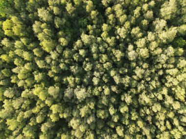 Güneşli bir günde ormandaki bir sürü yeşil ağacın havadan görüntüsü.