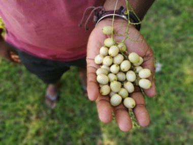 A top view of a person holding cane fruits