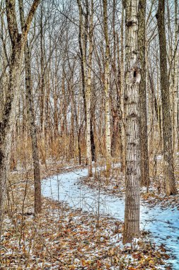 Indiana, ABD 'deki bir parkta karlı bir yolun dikey çekimi.