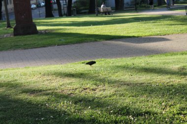 Parkta küçük siyah bir kuş.