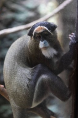 Boston Massachusetts 'teki Franklin Park Hayvanat Bahçesi' nde bir maymun var.