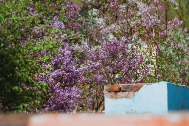 Leylak çiçeklerinin güzel çiçeği.