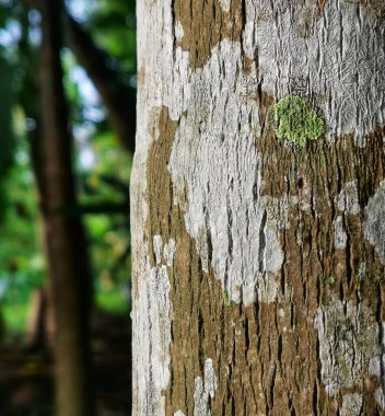 Bir ağaç kabuğunda yaşayan Lichen 'in dikey görüntüsü.