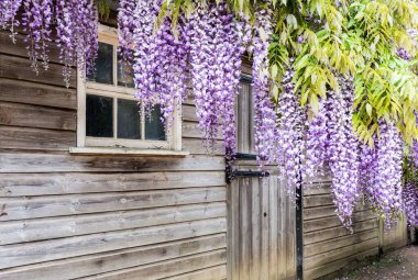 Wisteria çiçekleri Gloucestershire 'daki Hidcote Manor & Gardens' daki ahşap kulübelerde asılı.