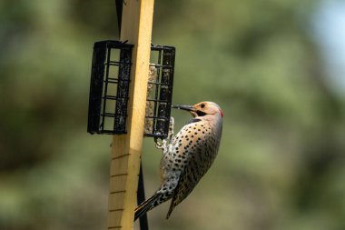 Fernandina 'nın titreşen kuşunun (Colaptes fernandinae) gagasıyla besleyiciye dokunan makro görüntüsü.
