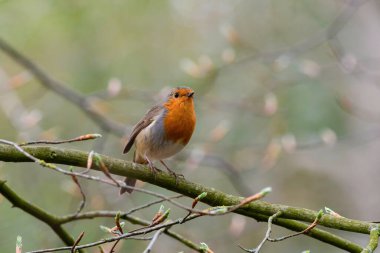 Bir dalın üzerine tünemiş Avrupalı bir bülbülün yakın plan çekimi.