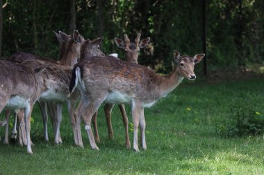 Ormanın kenarındaki Geyik Toprakları 'na yakın çekim.