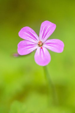 Macaristan 'ın Zalaegerszeg kentindeki Csacsi botanik bahçesindeki bulanık arka planda Herb Robert Flowers' ın dikey bir çekimi