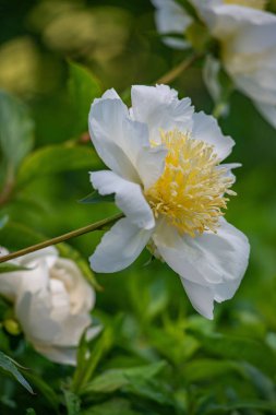 Bahçedeki beyaz şakayık çiçeğinin yakın çekimi.