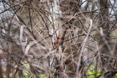 Bir ağacın çıplak dallarına tünemiş kırmızı kardinalin sığ bir odağı.
