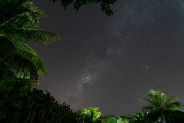 Gökyüzü arka planında yemyeşil yaprakları olan palmiye ağaçlarının manzarası