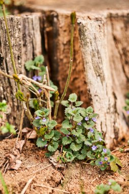 Otlar ve ormanda bir ağaç gövdesi.