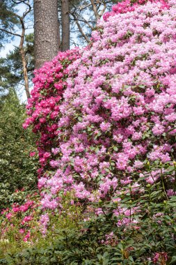 Güneşteki rhododendron çiçeklerine yakın çekim