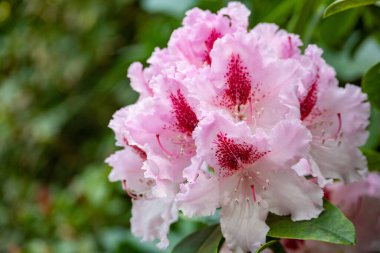 Güneşteki rhododendron çiçeklerine yakın çekim