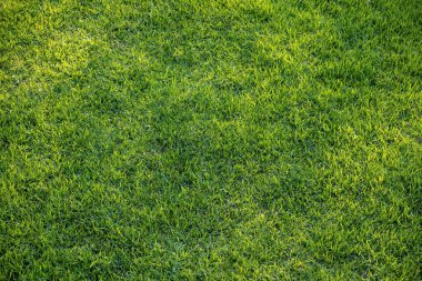 Doğal yeşil çimen arkaplan dokusu