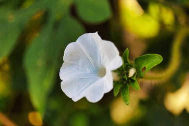 Beyaz bir sabah zaferinin yakın çekimi.