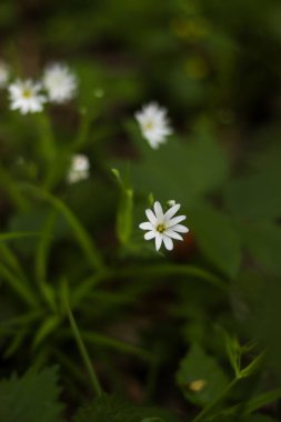 Bulanık arkaplanda güzel beyaz çiçeklerin dikey yakın çekimi