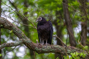 Büyük, kara bir hindi Akbaba, ağaç dalında dikiliyor.