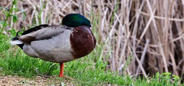 Kafasını kanadına sıkıştırmış bir yaban ördeği resmi.