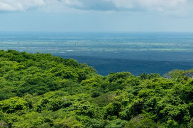Bereketli bir ormanı olan tropikal bir manzara.