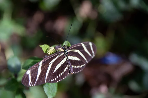 Closeup Butterfly Flowers Garden — Stockfoto