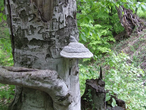 Mushroom Growing Tree Trunk Forest Armenia —  Fotos de Stock