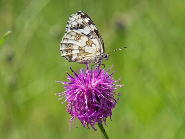 Scenic View Butterfly Perched Thistle Flower Blurred Background — Stock Photo, Image