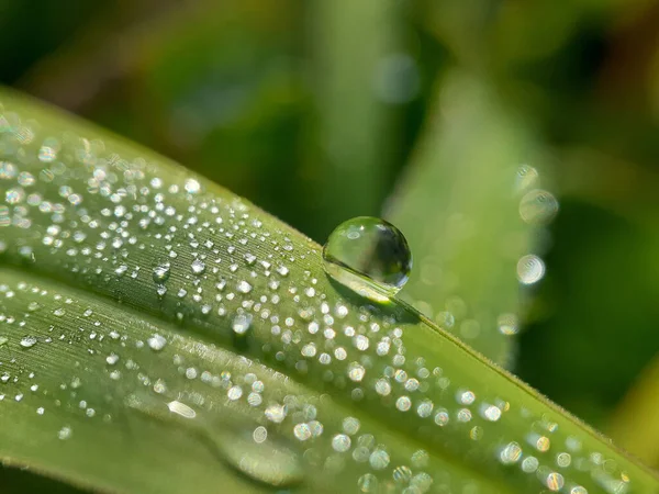 Macro Shot Water Drop Green Leaf — Stock Photo, Image