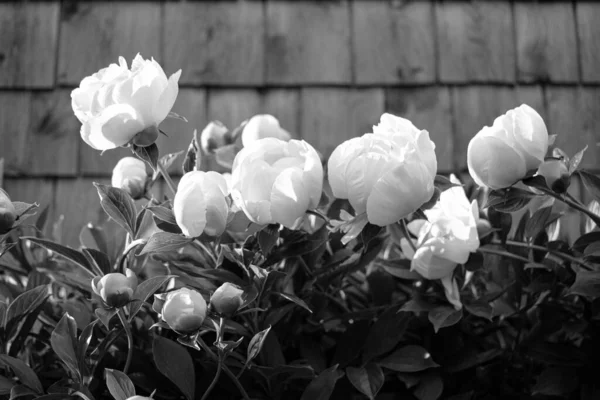 White Peonies Farmhouse — Fotografia de Stock