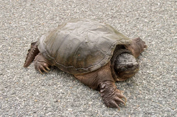 Large Snapping Turtle Crossing Road Rural Area Rhode Island Usa — Stock Photo, Image
