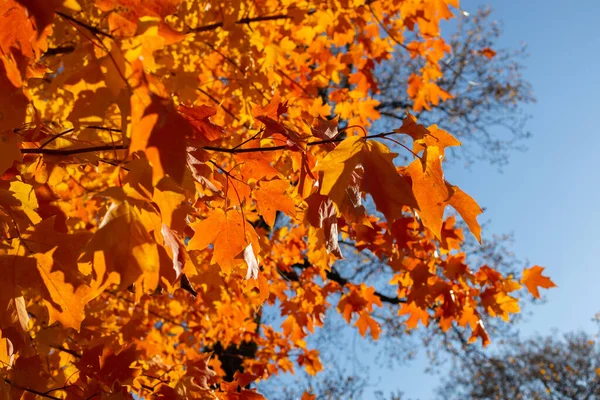 秋の空に太陽の光を当てると 木の上にオレンジのマップルのクローズアップショット — ストック写真