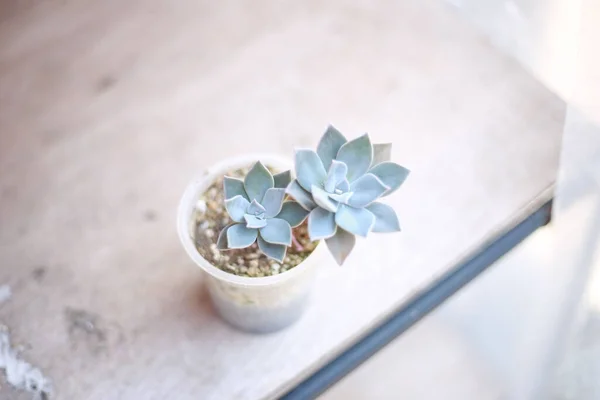 High Angle Shot Succulent Plant Pot Table — Stockfoto