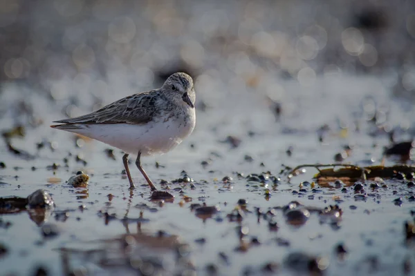 Closeup Small Cute Sandpiper Bird Perched Wet Ground Sunlight — Stok fotoğraf