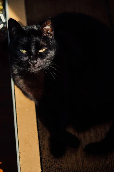 Kara Kedi Karton Çizik Kutusunda Güneş Işığındaki Kameraya Bakıyor — Stok fotoğraf
