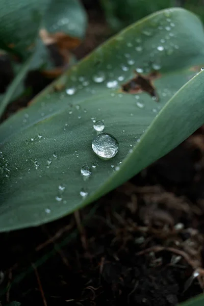 Vertical Shot Water Droplets Leaf — Stock Photo, Image