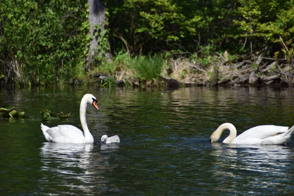 Closeup Shot Swans Swimming Lake — Foto Stock