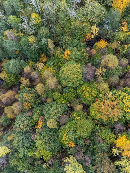 Top view of coniferous and deciduous forest seen from above, aerial, bird\'s eye view. Autumn landscape, trees that begin to get autumn colors.