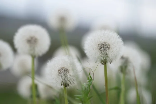 Selective Focus Shot Dandelions Seeds Meadow — Stock Photo, Image