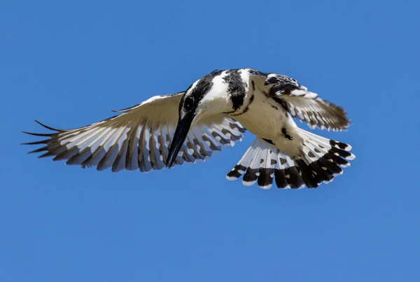 Een Closeup Van Een Kleine Piepkleine Ijsvogel Vliegend Tegen Een — Stockfoto