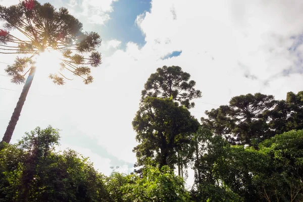 Araucaria Tree Brazilian Forest Sunny Sky — Stock Photo, Image