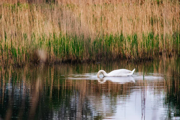 Белый Лебедь Плавает Озере Днем — стоковое фото