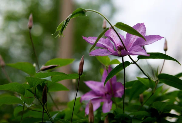 Close Crescer Flores Clematis Com Folhas Verdes — Fotografia de Stock