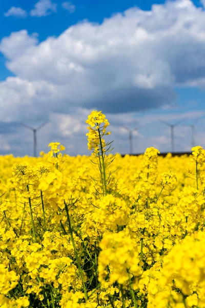 A beautiful vertical shot of a yellow rape field with visible wind turbines in the horizon