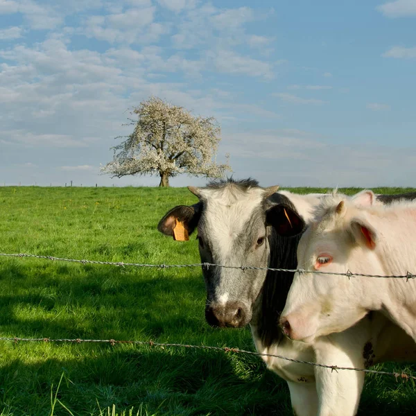 Bonitas Vacas Primer Plano Árbol Frutal Floreciente Cima Una Pequeña — Foto de Stock