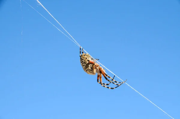 Big Insect Spider Web Wild — Stock Photo, Image