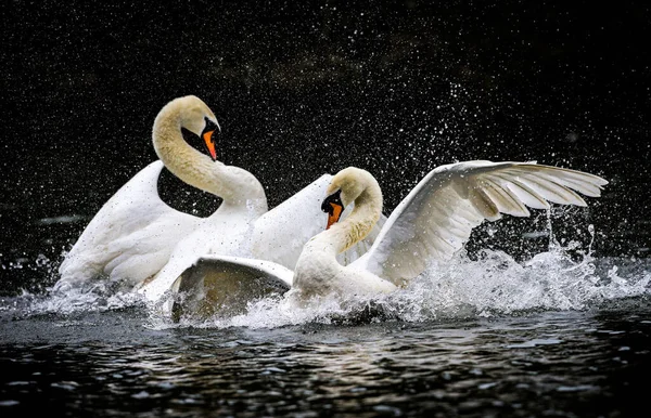 Живописный Вид Красивых Белых Лебедей Купающихся Водном Пруду Парке — стоковое фото