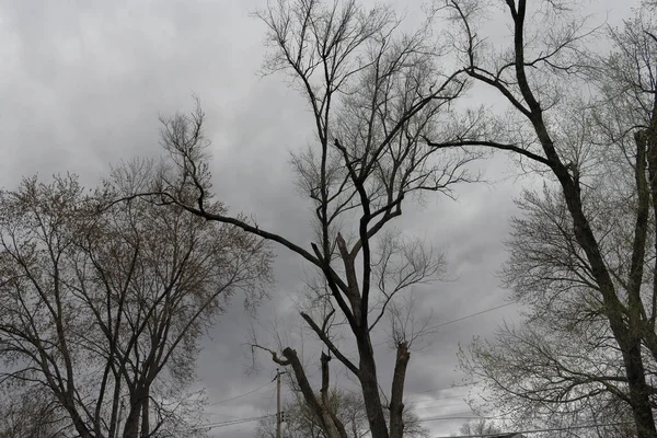 枯木の風景と曇り空 — ストック写真