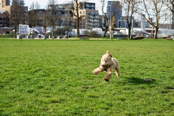 Closeup Shot Cute Cockapoo Dog Jumping Playing Sunny Grass Park — Stock Photo, Image